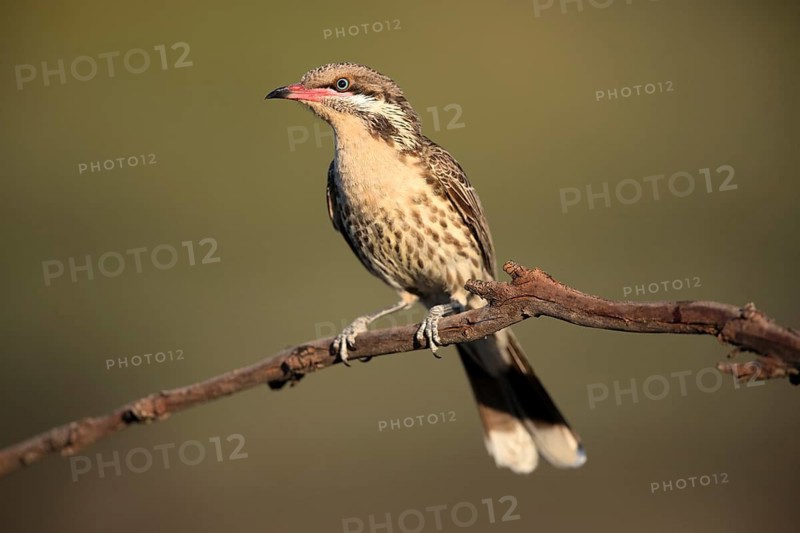 Spiny-cheeked Honeyeater (Acanthagenys rufogularis) perched on a branch, Victoria, Australia