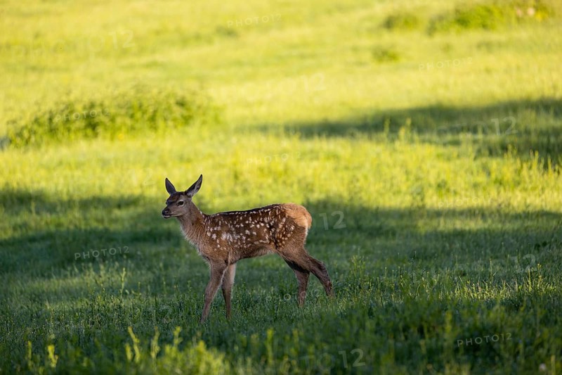 One Altai maral calf, Altai wapiti or Altai elk (Cervus canadensis sibiricus) roaming over a meadow in very late evening light