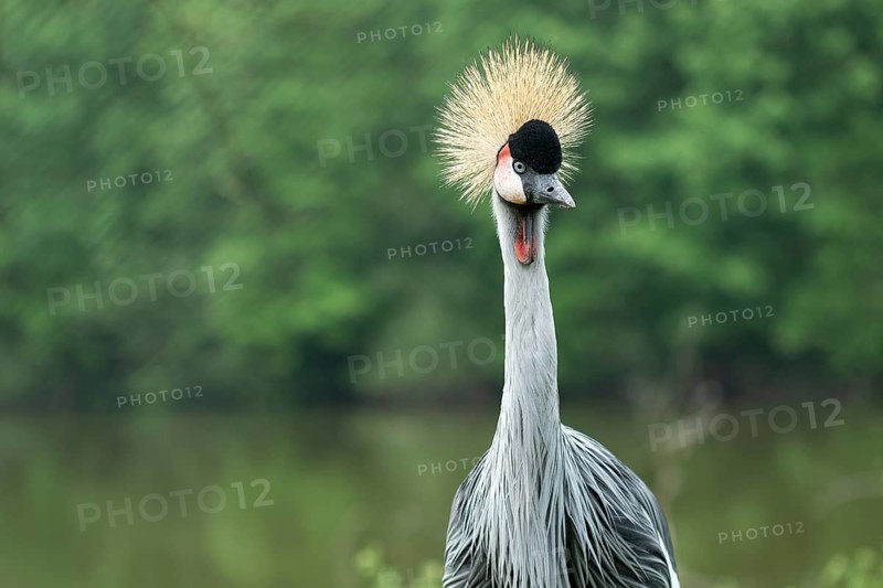 Portrait of grey crowned crane (Balearica regulorum) on green background. Poznan, Poland