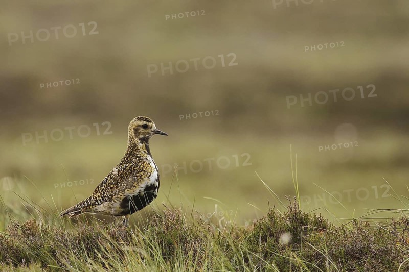 European Golden Plover (Pluvialis apricaria), Yorkshire Dales, United Kingdom