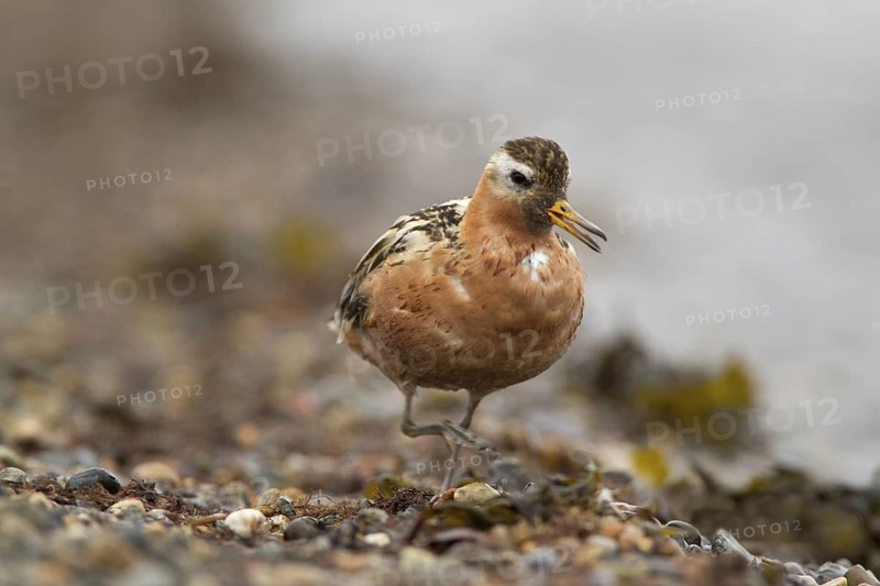 Red Phalarope (Phalaropus fulicarius) male, Chukotka, Russia