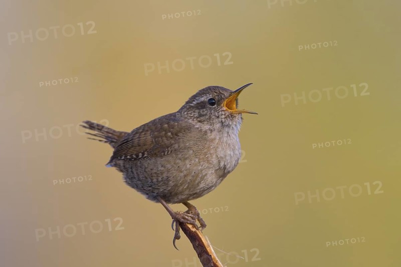 Zaunkönig (Troglodytes troglodytes) Wren