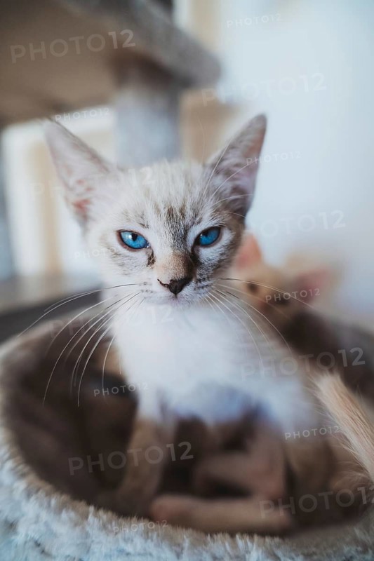 A close-up of a serene blue-eyed kitten resting in a home environment, with soft focus in the background