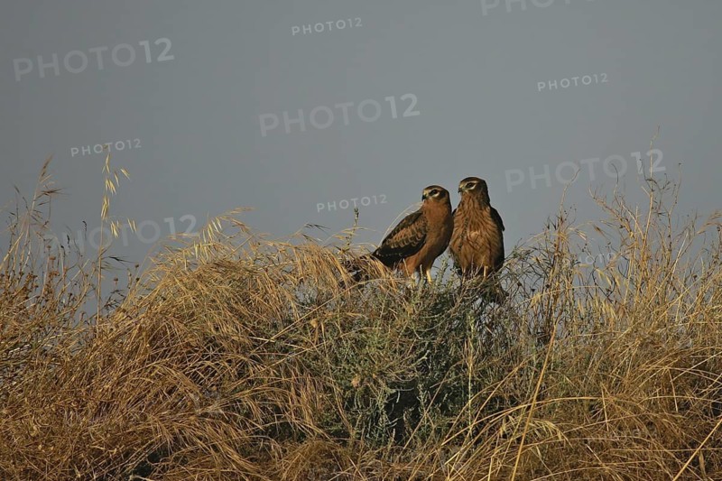 Montagu's Harrier (Circus pygargus) juveniles, Catalonia, Spain