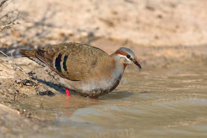 Brush Bronzewing (Phaps elegans) female, Victoria, Australia