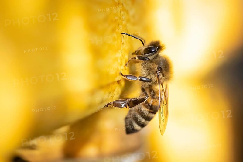 Honey bee at the hive, Hamburg, Germany