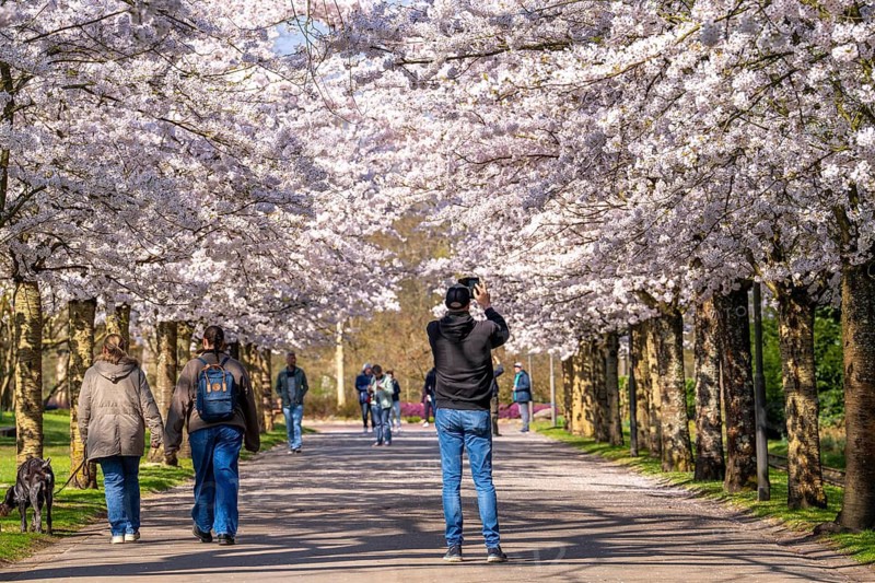 Cherry avenue, ornamental cherry blossom in Grugapark in Essen, Japanese May cherries, Prunus x yedoensis, visitor highlight in spring, many people come to take photos and selfies on the avenue Blossom time, depending on the weather mid-March, Essen, North Rhine-Westphalia, Germany North Rhine-Westphalia, Germany