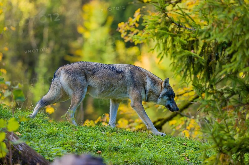 One eurasian gray wolf (Canis lupus lupus) walks down a hill on green grass with a forest in the background