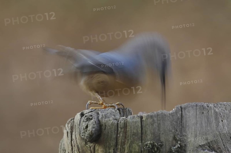 Eurasian Nuthatch (Sitta europaea), North Rhine-Westphalia, Germany