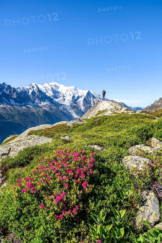 Mountaineer in mountain landscape with alpine roses, mountain panorama with glaciated summit of Mont Blanc, Mont Blanc massif, Aiguilles Rouges, Chamonix-Mont-Blanc, Haute-Savoie, France