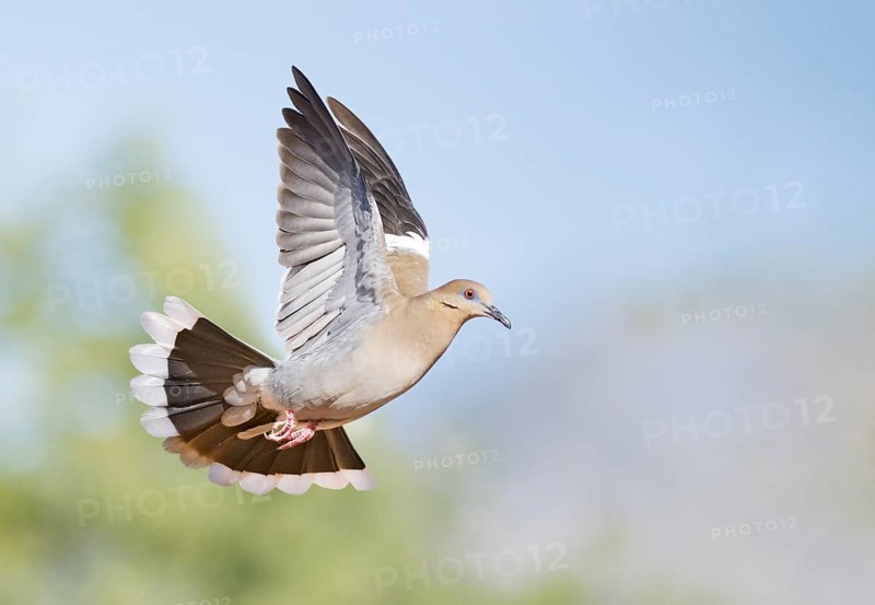 White-winged Dove (Zenaida asiatica) flying, Arizona, USA