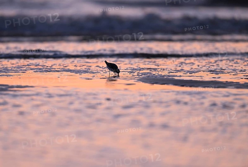 Sanderling (Calidris alba) foraging on the North Sea beach in the reddish evening light, Texel, North Holland, Netherlands