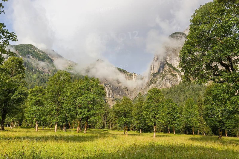 Sycamore maple trees, Acer pseudoplatanus, in summertime. Mountains in the background. Nature conservancy area Grosser Ahornboden, Karwendel mountains, Austria