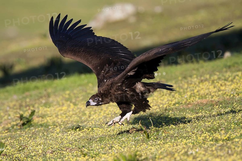 Cinereous Vulture (Aegypius monachus) flying, Castile-La Mancha, Spain