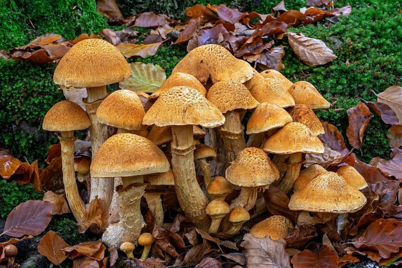 Spectacular rustgill (Gymnopilus junonius, Agaricus aureus) cluster of mushrooms on base of tree trunk in autumn, fall forest