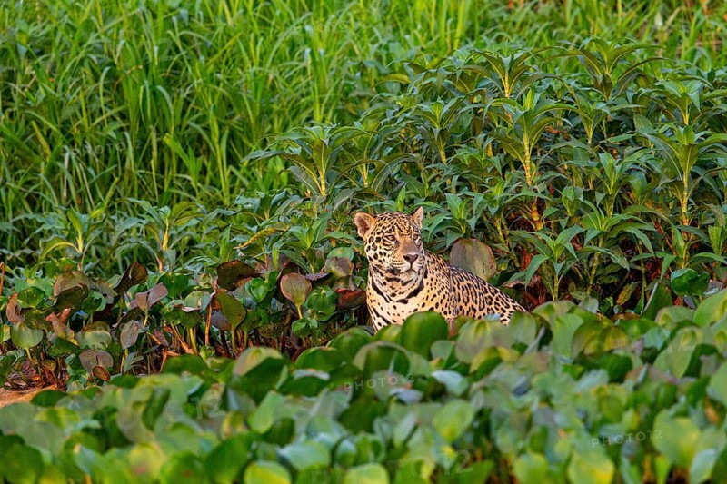 Jaguar (Panthera onca) Pantanal Brazil