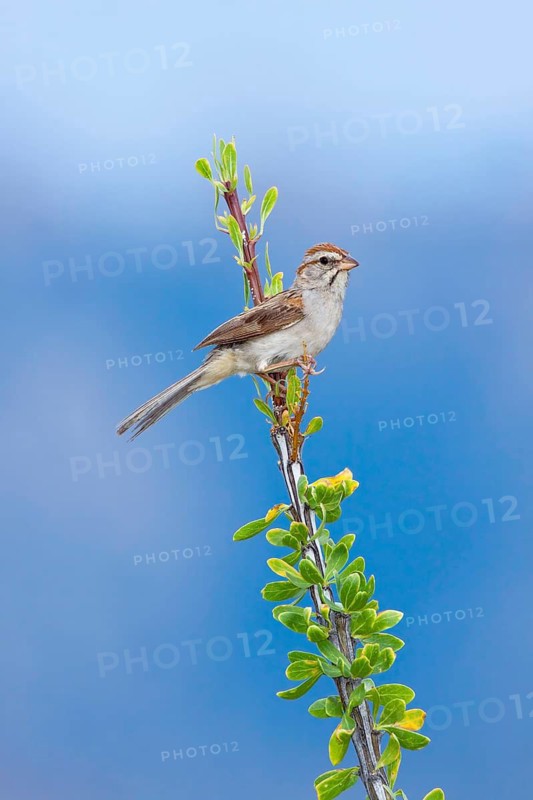 Rufous-winged Sparrow Peucaea carpalis Santa Rita Mountains, Santa Cruz County, Arizona, United States 6 September Adult Emberizidae