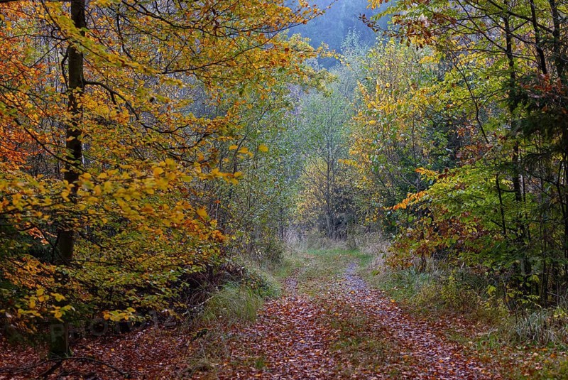 Autumnal coloured beech forest with morning fog, Gmünd, Waldviertel, Lower Austria, Austria