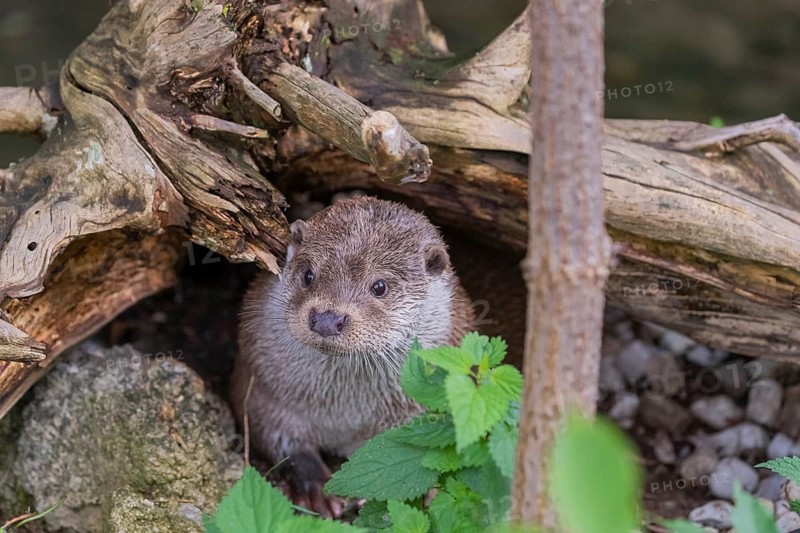 One Eurasian otter (Lutra lutra) resting on the pebbles of a river bank underneath a root of a rotten tree and watching something