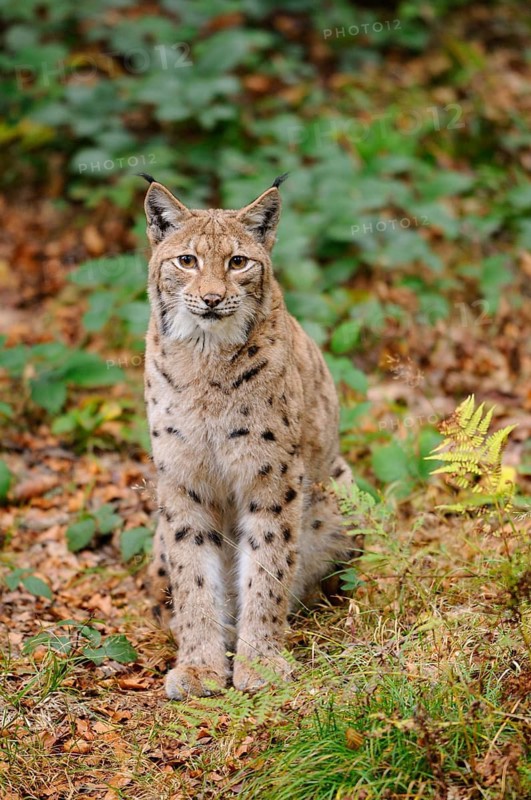 A sitting lynx looks attentively in autumn forest, Eurasian lynx (Lynx lynx), Bavarian Forest National Park