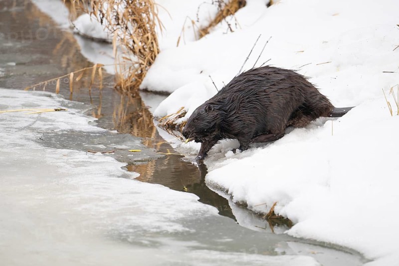 European beaver (Castor fiber), beaver with gnawed branch in its mouth at the edge of a river bank in winter, Tyrol, Austria