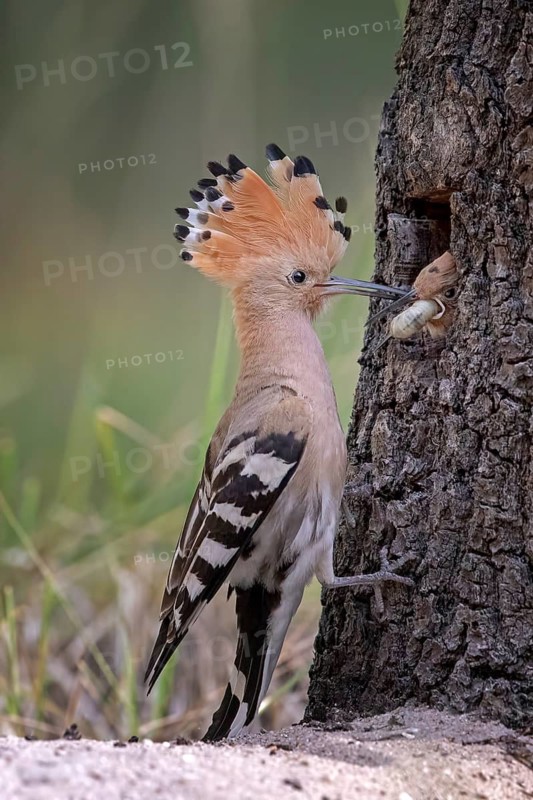 Eurasian Hoopoe (Upupa epops) feeding juvenile in breeding cavity, Saxony-Anhalt, Germany