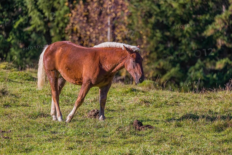 A chestnut colored Noriker horse or Norico-Pinzgauer stands on a sunny paddock