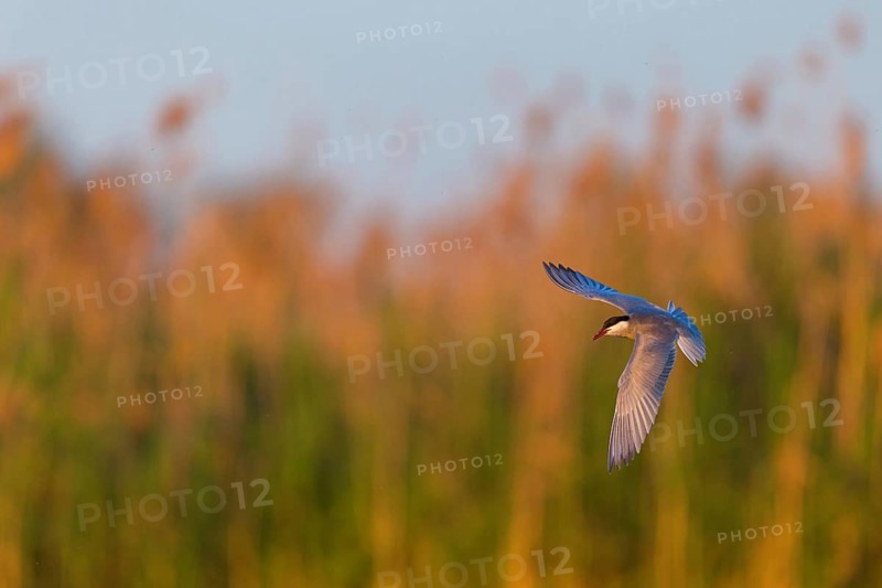 White-bearded Tern, White-bearded Tern, (Chlidonias hybridus), (Chlidonias hybrida), Marsh Tern family, biotope, habitat, foraging, flight recording, East Khawr Khawr Ad Dahariz, Salalah, Dhofar, Oman