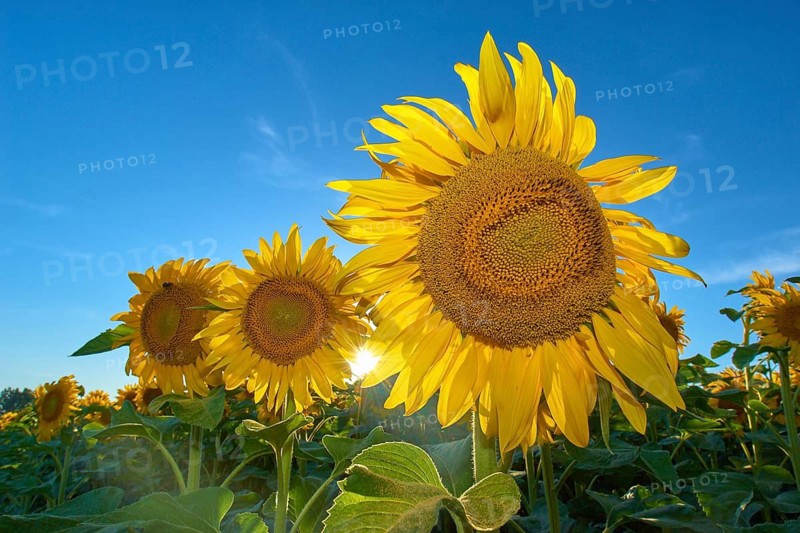 Sunflowers (Helianthus annuus), in front of a blue sky, close-up, in midsummer, Bavaria, Germany