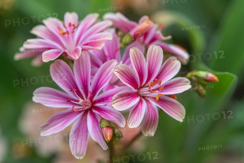Bitterroot (Lewisia cotyledon-Hybride), Emsland, Lower Saxony, Germany