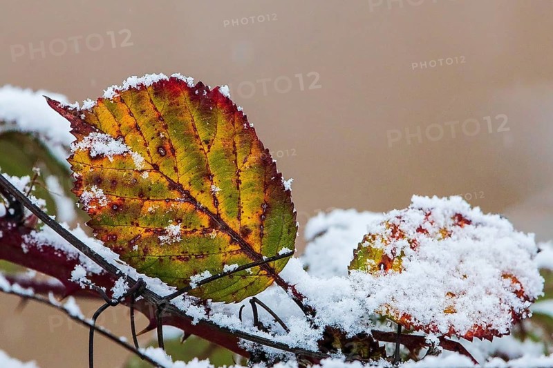 Schneebedeckte Blätter der Hunds-Rose (Rosa canina) in bunten Farben im Winter, Baden-Württemberg, Deutschland