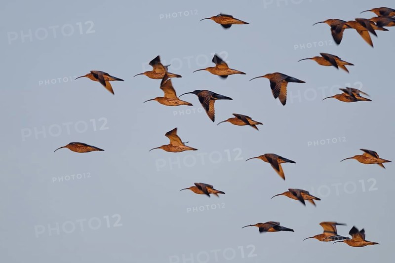Eurasian Curlew (Numenius arquata) group flying, North Rhine-Westphalia, Germany