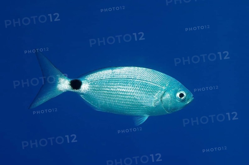 A single silver fish, sea bream (Oblada melanura), can be seen in deep blue water, dive site Giens Peninsula, Port Cros Marine Protected Area, Mediterranean Sea, Porquerolles, Provence, Côte d'Azur, France
