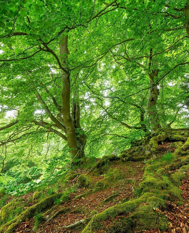 Gnarled old beech trees with moss-covered roots, Kellerwald-Edersee National Park, Bad Wildungen, Hesse, Germany