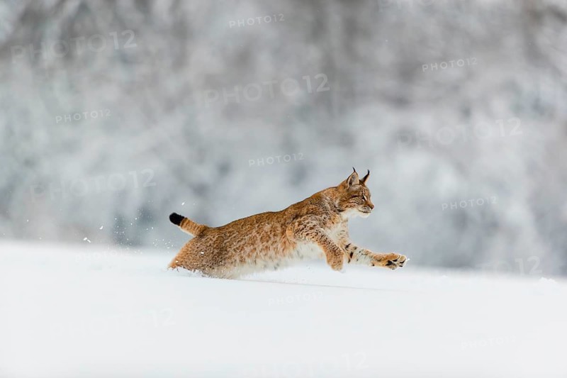 One young male Eurasian lynx, (Lynx lynx), running over a deep snow covered meadow with a forest in the background