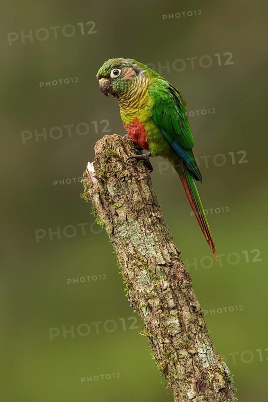 Maroon-bellied Parakeet (Pyrrhura frontalis) perched on a branch in the Atlantic Rainforest Region of Brazil