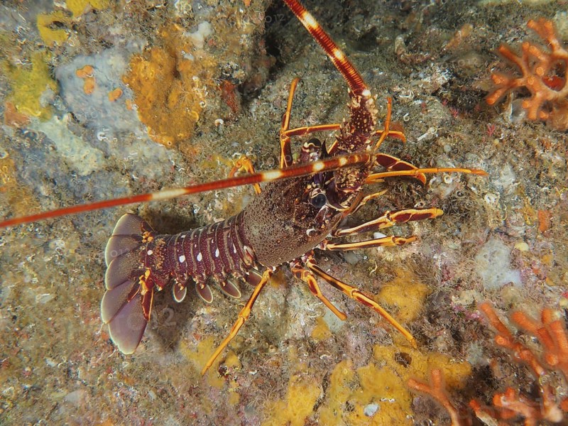 European spiny crayfish (Palinurus elephas) on a colourful seabed, dive site Giens Peninsula, Mediterranean Sea, Porquerolles, Provence, Côte d'Azur, France