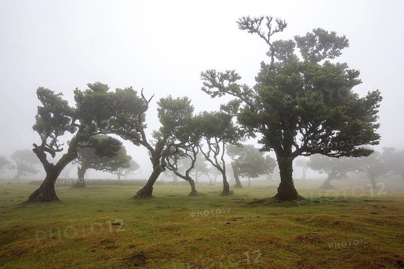 Laurel trees overgrown with moss and plants in the mist, old laurel forest (Laurisilva), stinkwood (Ocotea foetens), UNESCO World Heritage Site, Fanal, Madeira, Portugal