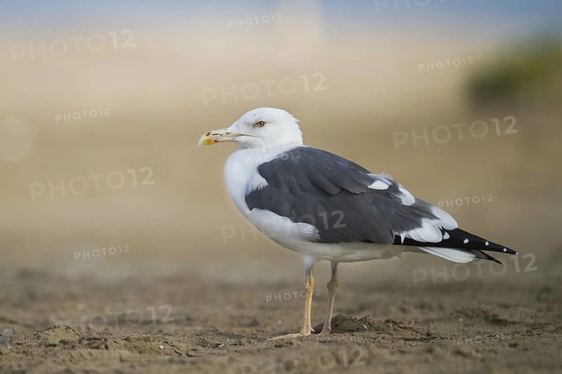 Lesser Black-backed Gull (Larus fuscus heuglini), Oman