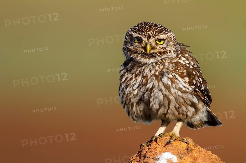 Little Owl (Athene noctua), Castile-La Mancha, Spain