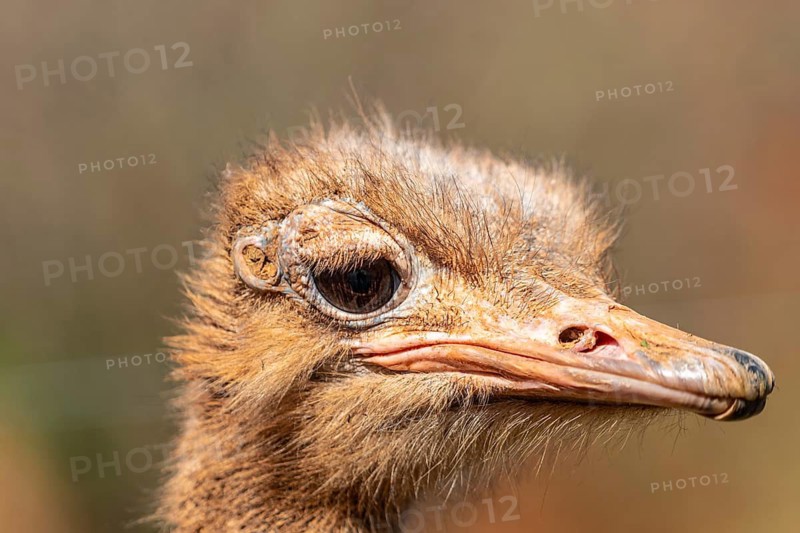 A baby ostrich with a brown beak and brown feathers. The bird has a curious look on its face