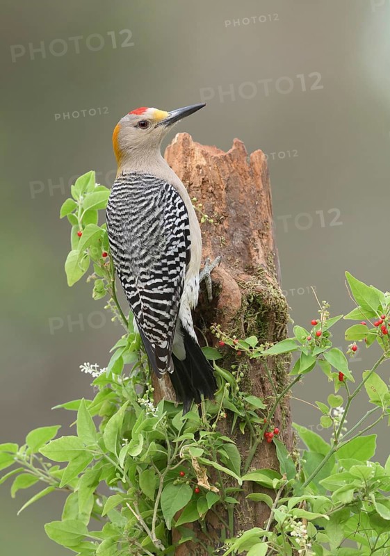 Golden-fronted Woodpecker (Melanerpes aurifrons) male perched on an old stump, Texas, USA