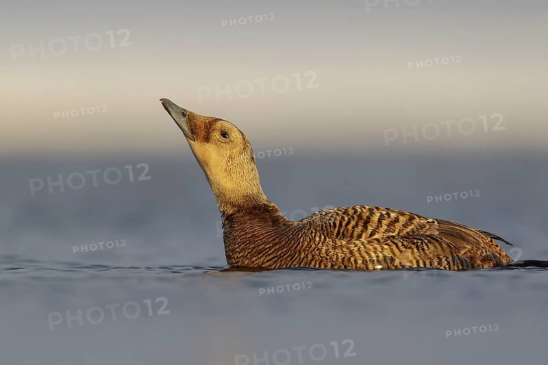 Spectacled Eider (Somateria fischeri) feeding on a small pond on the tundra in Northern Alaska