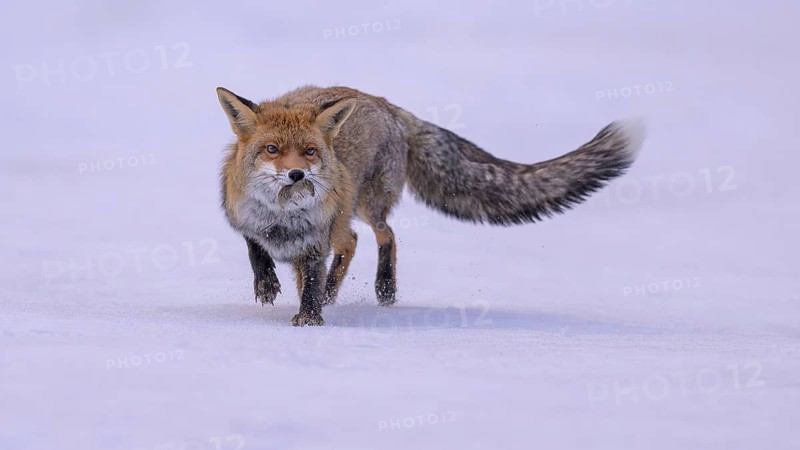 Red fox (Vulpes vulpes), with caught mouse on a meadow covered with snow, Swabian Alb biosphere reserve, Baden-Württemberg, Germany