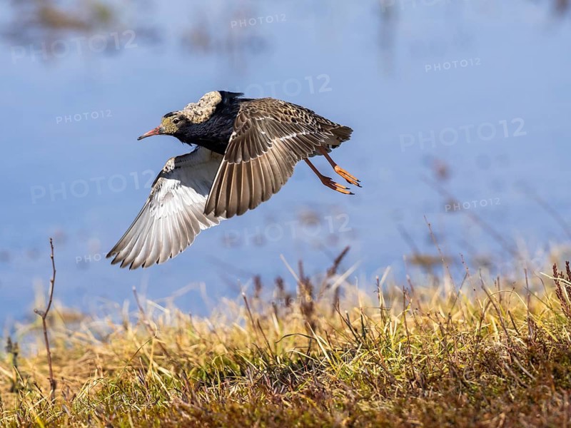 Ruff (Calidris pugnax) male in breeding plumage, flying away from lek, Pokka, Finnish Lapland