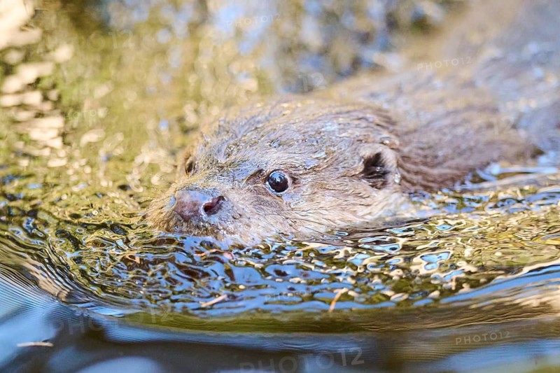 Eurasian otter (Lutra lutra) swimming in a lake in the bavarian forest, Bavaria, Germany