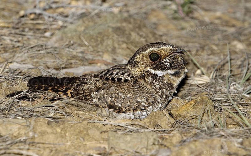 Mexican Whip-poor-will (Antrostomus arizonae), Arizona, USA