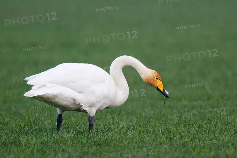 Whooper Swan (Cygnus cygnus) foraging, North Rhine-Westphalia, Germany