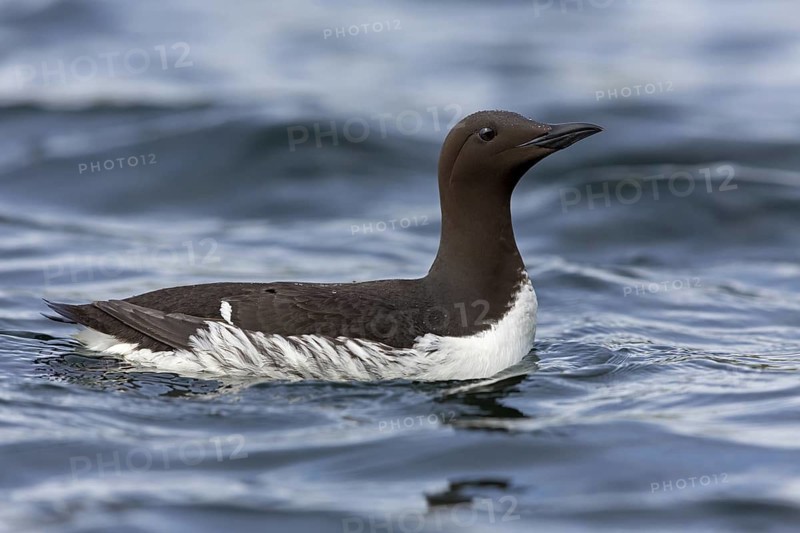 Guillemot, (Uria aalge), animals, birds, guillemots, alcids, swims in the Atlantic, Varanger Hornoya, Finnmark, Norway