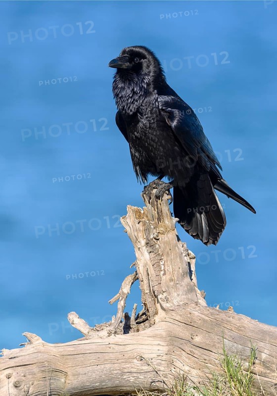 Common Raven (Corvus corax) - Santa Cruz Island, California